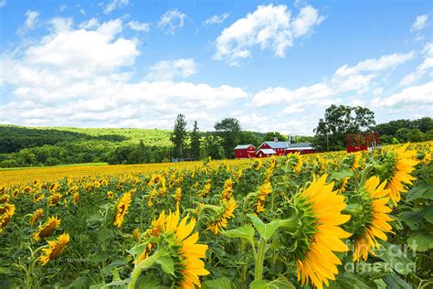 Sunflowers And Farmhouse Photograph by Regina Geoghan