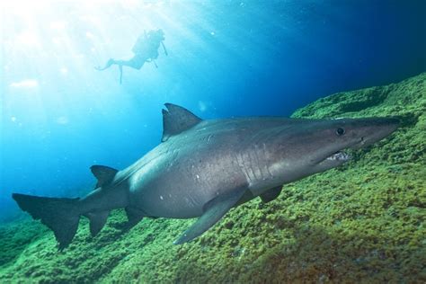 Avistan En El Hierro Varios Ejemplares De Tiburón Sarda