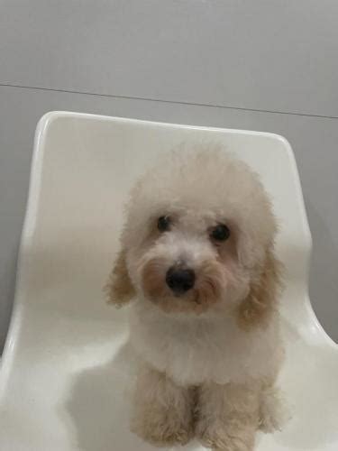 Jual Anjing Poodle Di Jakarta Murah Ada Mini Dan Toy Poodle