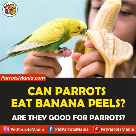 Can Parrots Eat Banana Peels Is It Safe For Parrots