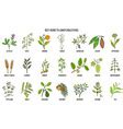 Collection Best Herbs For Lower Cholesterol Vector Image