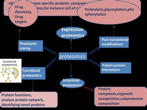 Ppt Proteomics Powerpoint Presentation Free Download Id6132319