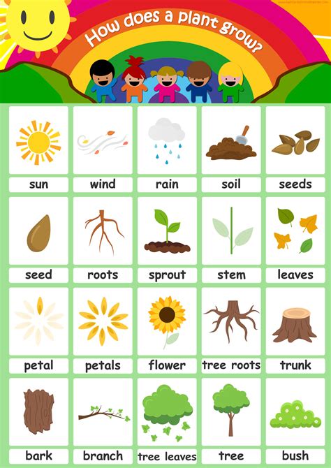 Plant Part Flashcards