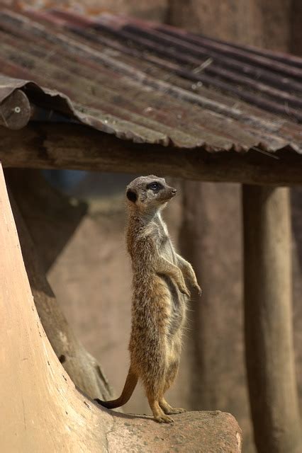 Meerkat Zoo - Free photo on Pixabay