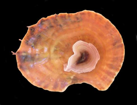 Cup And Saucer Shells And Slipper Limpet Shells Of The Calyptraeidae