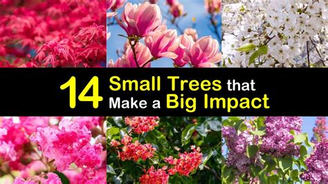 14 Small Trees that Make a Big Impact