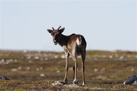 Caribou at the tundra stock photo. Image of desolate, deserted - 7805140