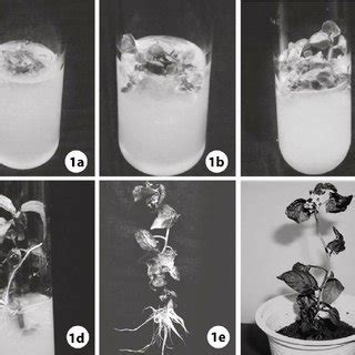 In Vitro Regeneration Of S Nigrum From Leaf Explant A Leaf Explant