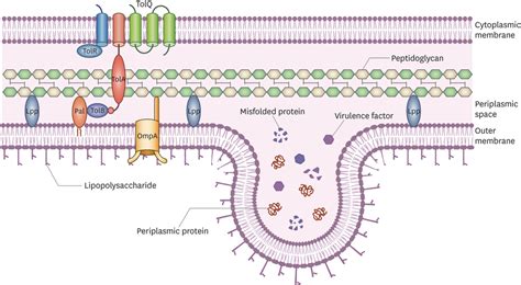 Gram Negative Bacterias Outer Membrane Vesicles