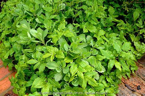 Ground Elder Stock Photo Minden Pictures