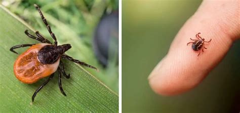 How To Prevent Tick Bites While Hiking Steps Instructions