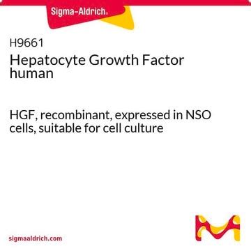 HGF Human Hepatocyte Growth Factor Recombinant Expressed In NSO