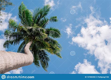 Palmera Del Coco En La Playa De Tailandia Foto De Archivo Imagen De