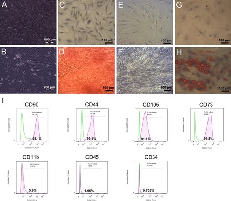 Characterization Of The Ad Mscs In Culture Cultured Cells Show Download Scientific Diagram