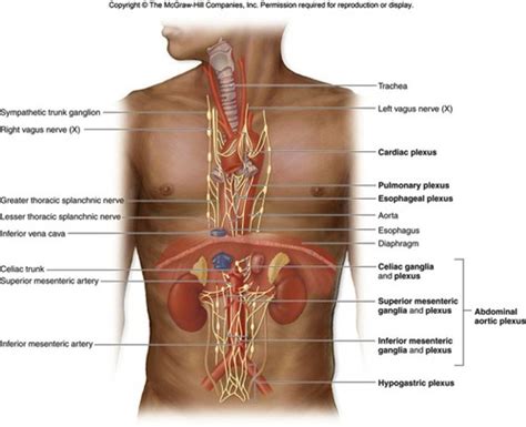 Anatomy Final Exam Flashcards Quizlet