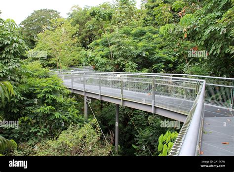 Forest Walk In The Telok Blangah Hill Par Kin Singapore Stock Photo Alamy