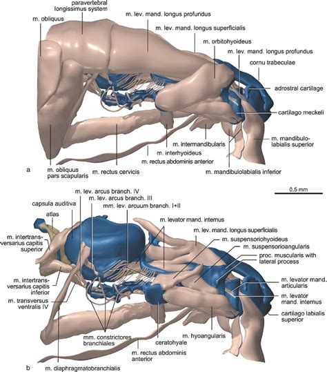 Three Dimensional Computer Reconstruction From Serial Histological