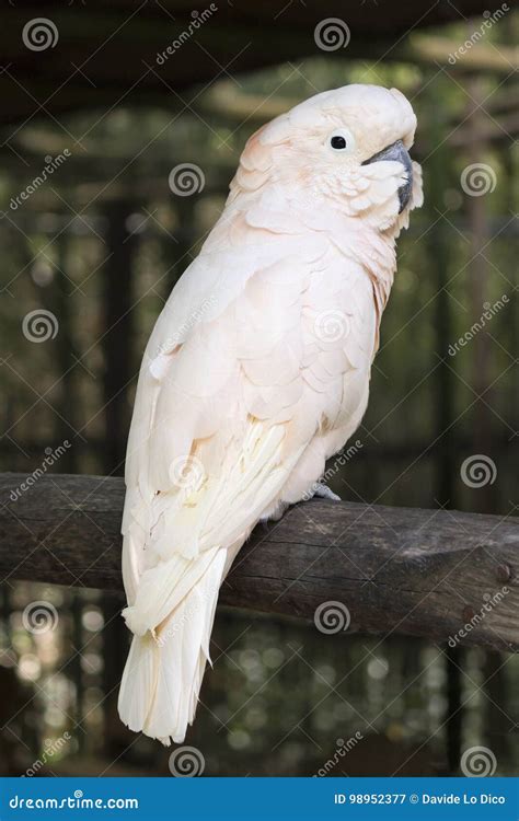 Actualizar 109 imagem preço cacatua rosa br thptnganamst edu vn