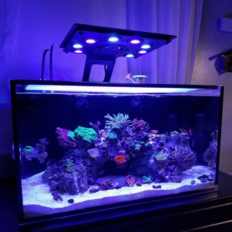 Reef Tank 365 Featuring Nautical Nathaniel S Innovative Marine Fusion