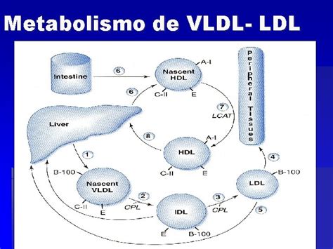 Transporte De Lipidos Definicion Complejos De Lpidos Y