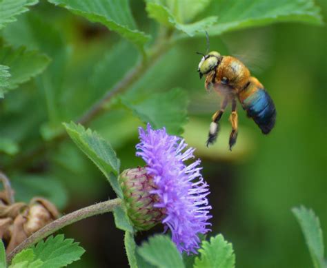 Landing Zone Southern Carpenter Bee Xylocopa Micans Male Marilou