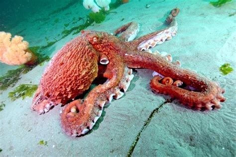 Giant Pacific Octopus Ocean Treasures Memorial Library