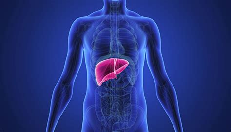 Liver Health Johns Hopkins Medicine