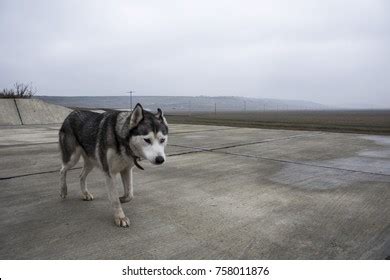 Female Husky Heterochromia Stock Photo 758011876 | Shutterstock