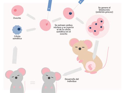 🧬clonación Humana Concepto Tipos Ventajas Y Desventajas Curso Crehana