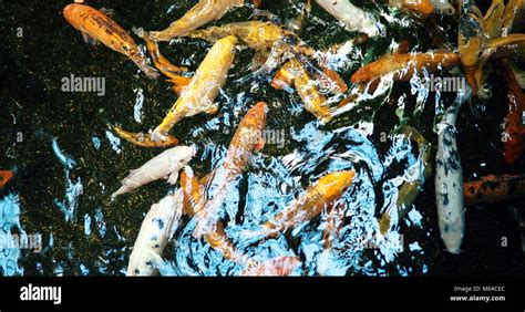 Group Of Colorful Koi Fish Swimming In Pond Stock Photo Alamy