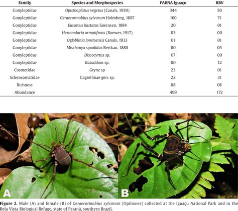 Families, species, and morphospecies of harvestmen (Opiliones)... | Download Scientific Diagram