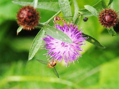 Commonlesser Knapweed Centaurea Nigra Seeds Wild Your Garden