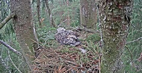 Predator's Palette: Exploring the Life of the Gabar Goshawk - The Worlds Rarest Birds