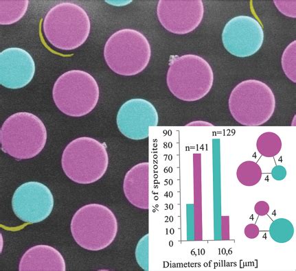 Microstructured Blood Vessel Surrogates Reveal Structural Tropism Of