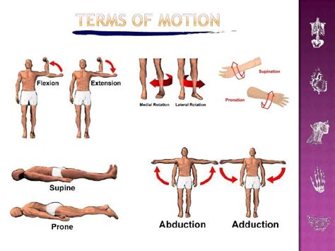 Body Movement Anatomy - Anatomical Charts & Posters