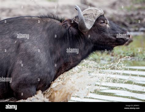 Water Buffalo High Resolution Stock Photography And Images Alamy