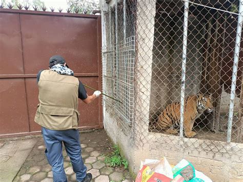 Tigre De Bengala Hallado Con Heridas De Bala Es Trasladado A Santuario