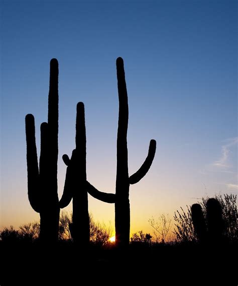 Saguaro cactus,sunset,silhouette,desert,cactus - free image from ...