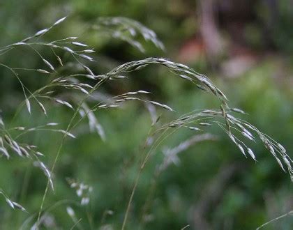 Deschampsia flexuosa - Jersey-Friendly Yards