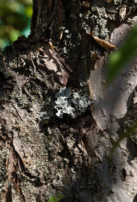 Lichen Sur L Corce De L Arbre Photo Stock Image Du Gris