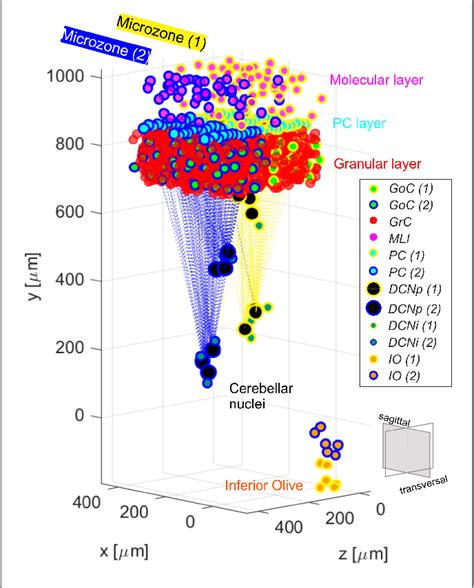 Figure 1 From Response Dynamics In An Olivocerebellar Spiking Neural