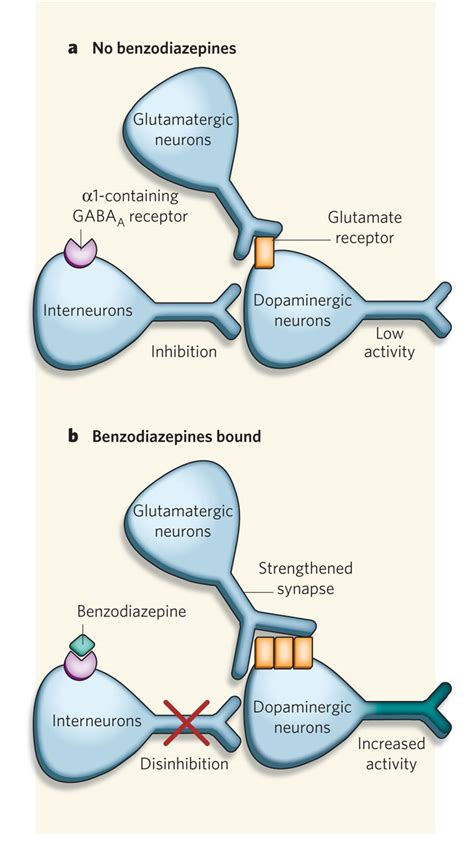 Benzodiazepine Mechanism Of Action : Benzodiazepines Mechanism of Action Andpharmacology ...