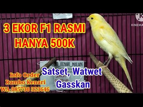 SUPER PROMO PAKET SPESIAL 500 RIBUAN DAPET RIWIKAN F1RASMI 3 EKOR F1YS