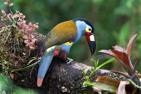 Keel Billed Toucan Retina Ultra Background Tucan Hd Wallpaper Pxfuel