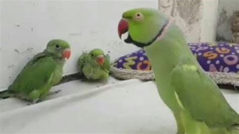 Ringneck Green Parrot Talking Mithu Beta Mummy To Training Mithu