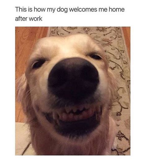funny animal memes funnyfoto page