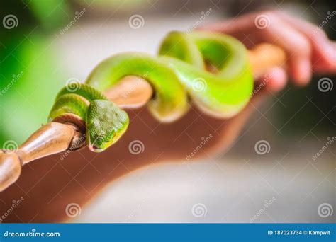 Scary Green Venomous Pit Viper Is Crawling On The Branch Green Pit