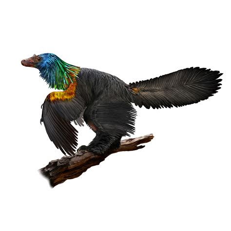 Chinese 'rainbow dinosaur' had iridescent feathers like hummingbirds ...