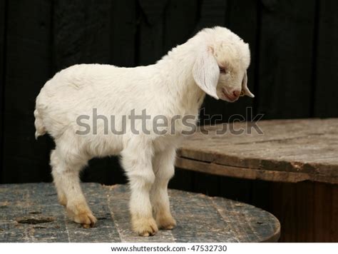 Full Side View Of Boer Goat Kid Standing