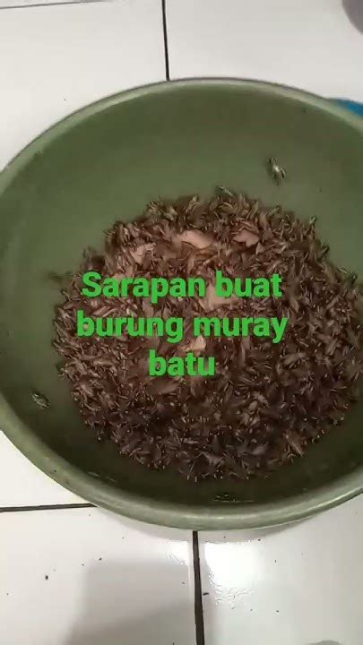 Sarapan Buat Burung Youtube